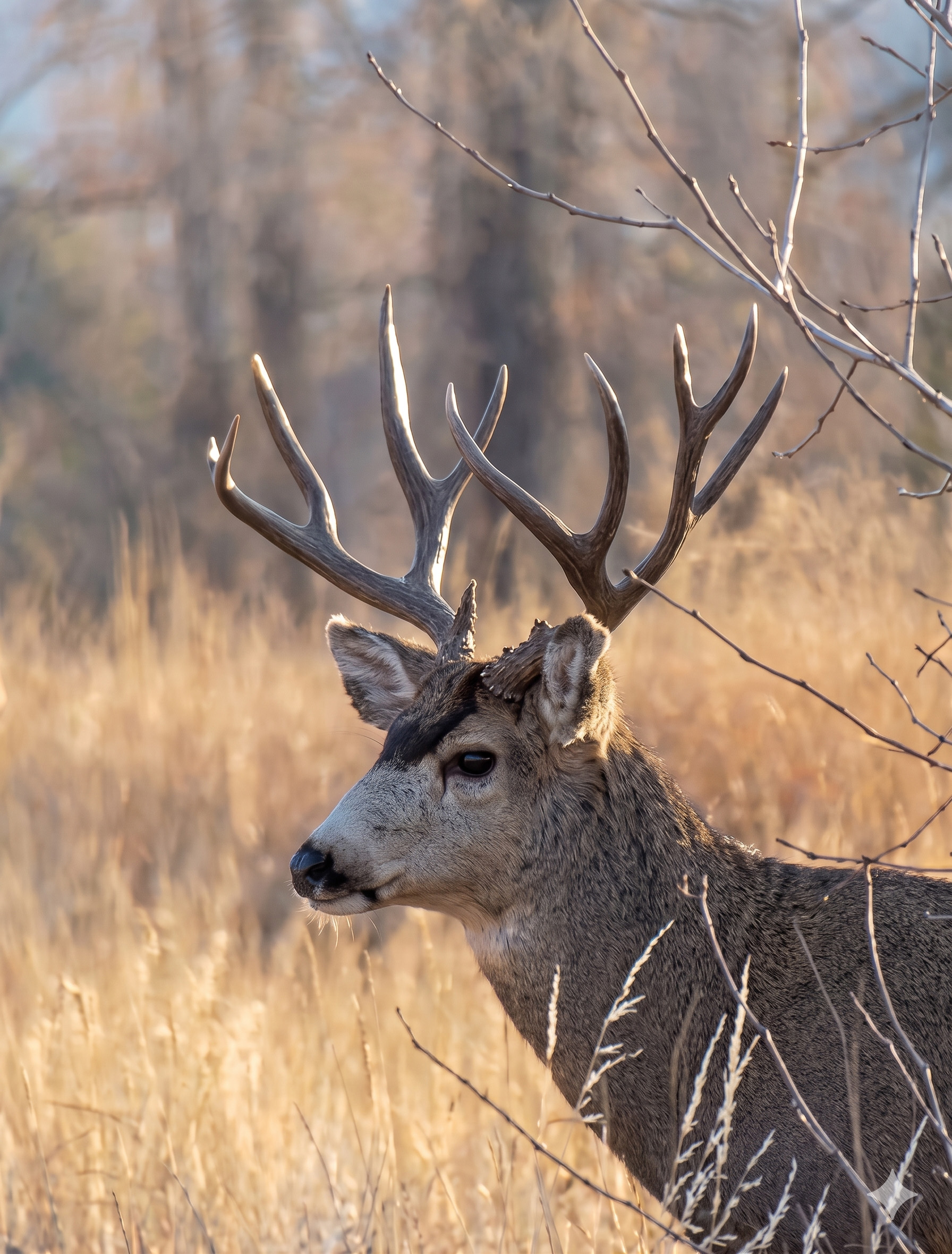 Trail cam photo of a mule deer buck